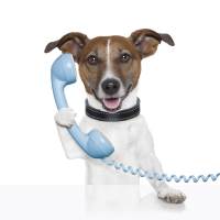 dog on phone 200